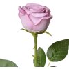 Clayre & Eef 6PL0369LPA Umelý kvet Rose Purple 9x9x61 cm