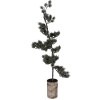 Clayre & Eef 50845 Dekoration Baum mit LED 30x35x100 cm Grün Braun