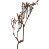 Clayre & Eef Dekorácia vetva 30x4x85 cm, prírodné hnedé tóny, plast